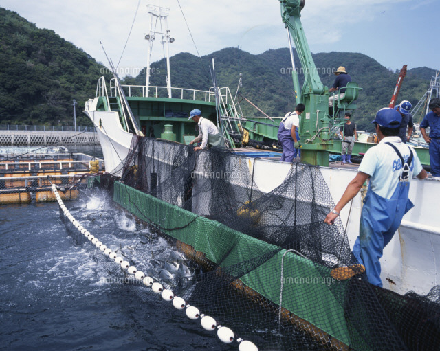 ハマチの養殖 出荷風景 の写真素材 イラスト素材 アマナイメージズ