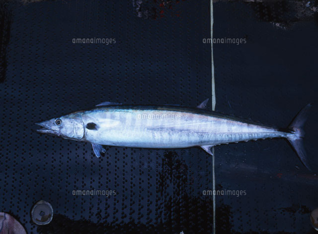 サワラ の写真素材 イラスト素材 アマナイメージズ