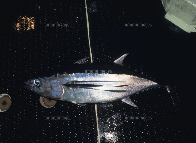 ビンチョウマグロ ビンナガ の写真素材 イラスト素材 アマナイメージズ