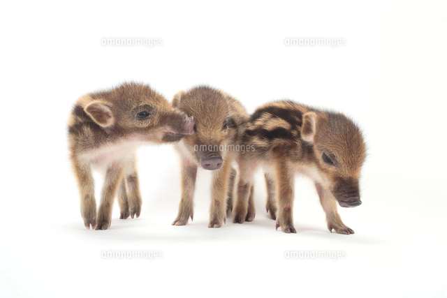 イノシシの子 ウリ坊 の正面顔 の写真素材 イラスト素材 アマナイメージズ