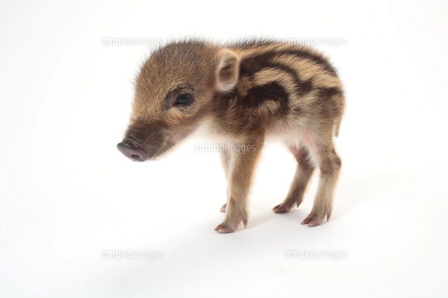 イノシシ　剥製　ウリ坊　状態いい イノシシの子（ウリ坊）の正面顔[25562004005]の写真・イラスト