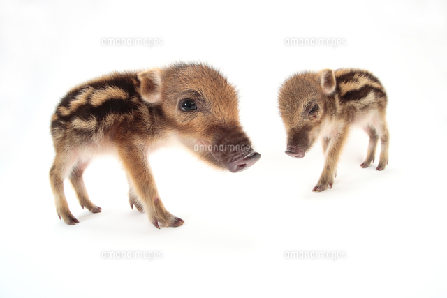 うり坊2匹です。 うり坊2匹です。