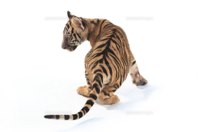 トラしっぽ様おまとめ専用ページになります 楽天市場】なめけるキッカー とらさんのしっぽ (34681) ゴロ