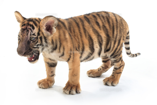 トラの子 全身 の写真素材 イラスト素材 アマナイメージズ