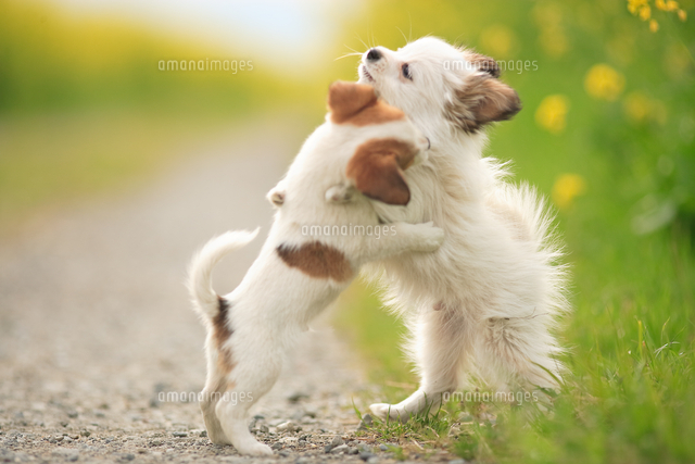 左から Mix犬 チワワ ジャック ラッセル テリア とmix犬 チワワ パピヨン の写真素材 イラスト素材 アマナイメージズ 左から Mix犬 チワワ ジャック ラッセル テリア とmix犬 チワワ パピヨン の写真素材 イラスト素材 アマナイメージズ