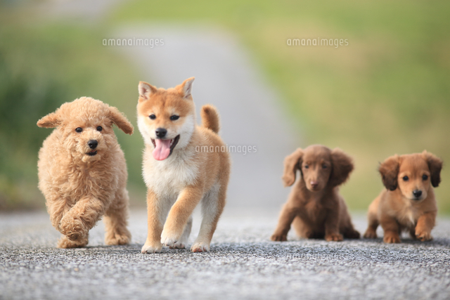 左から トイ プードルと赤柴とミニチュア ダックスフンド２匹 の写真素材 イラスト素材 アマナイメージズ