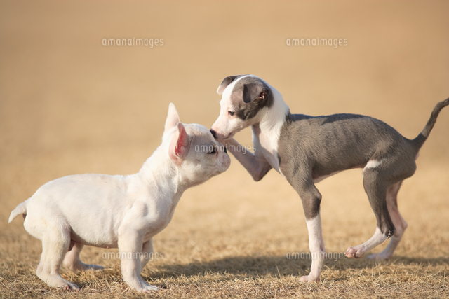 Takarada イタグレ イタリアングレーハウンド 絵皿 イタリアン