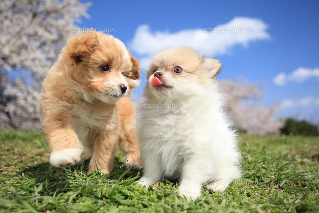 左から：MIX犬(トイ・プードル×パピヨン)とMIX犬(チワワ×ポメラニアン