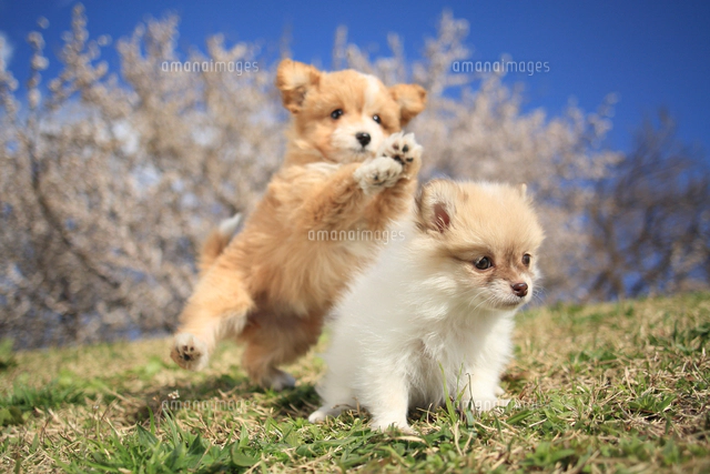 左から：MIX犬(トイ・プードル×パピヨン)とポメラニアンとMIX犬(チワワ