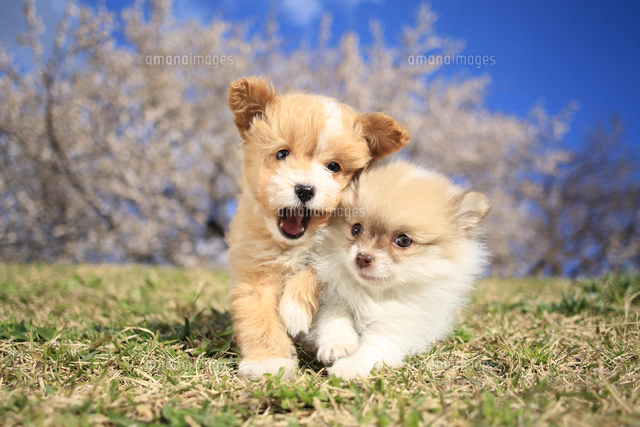 左から：MIX犬(トイ・プードル×パピヨン)とMIX犬(チワワ×ポメラニアン