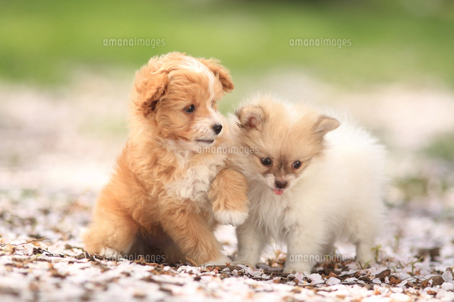 左から：MIX犬(チワワ×ポメラニアン）とMIX犬(トイ・プードル×パピヨン