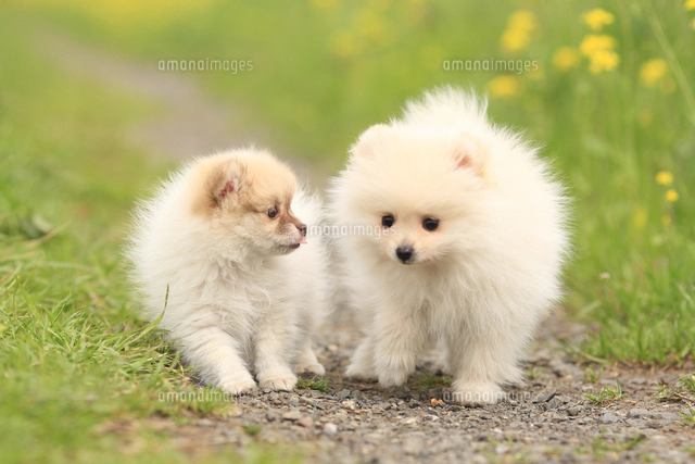 犬 ポメラニアンの写真素材 ストックフォト アマナイメージズ