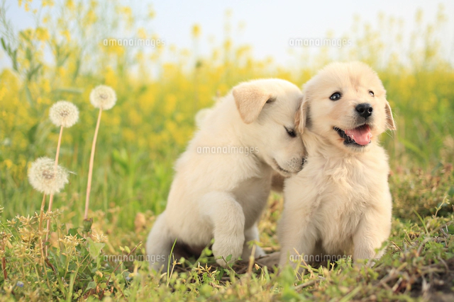 左から：MIX犬(トイ・プードル×パピヨン)とMIX犬(チワワ×ポメラニアン 