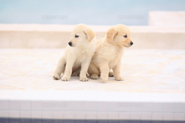 左から Mix犬 ラブラドール ゴールデン とゴールデン レトリバー の写真素材 イラスト素材 アマナイメージズ 左から Mix犬 ラブラドール ゴールデン とゴールデン レトリバー の写真素材 イラスト素材 アマナイメージズ