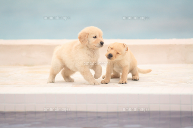 左から：ゴールデン・レトリバーとラブラドール・レトリバー