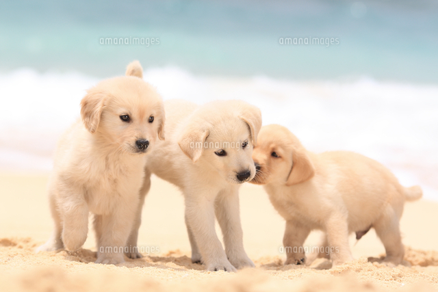 左から ゴールデン レトリバーとmix犬 ラブラドール ゴールデン とラブラドール レトリバー の写真素材 イラスト素材 アマナイメージズ