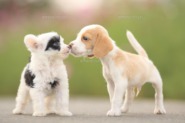 左から チャイニーズ クレステッド ドッグとビーグル の写真素材 イラスト素材 アマナイメージズ