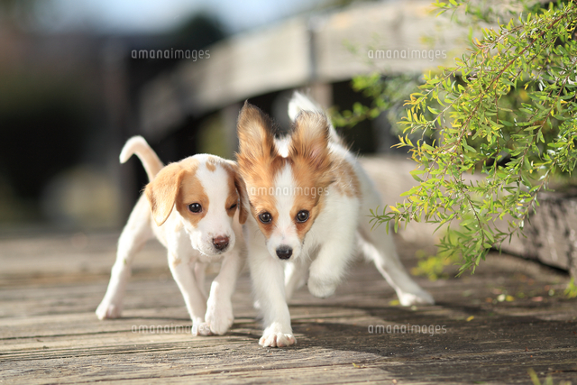 左から：ビーグルとパピヨン[25562004489]の写真・イラスト素材