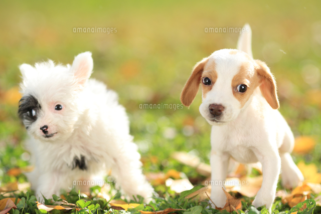 左から チャイニーズ クレステッド ドッグとビーグル の写真素材 イラスト素材 アマナイメージズ