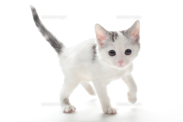 マンチカン足長[25562004645]の写真・イラスト素材｜アマナ