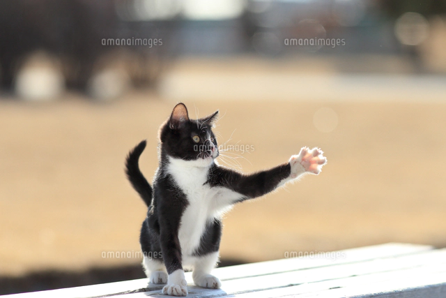 マンチカン足長[25562004686]の写真・イラスト素材｜アマナイメージズ
