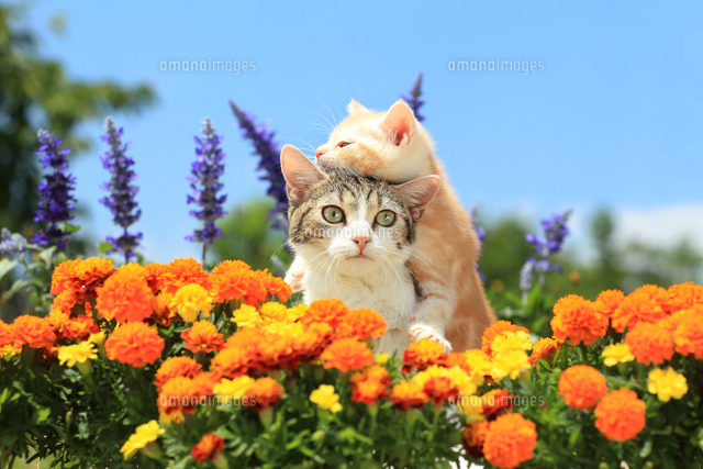 上から Mix猫 マンチカン スコティッシュ とマンチカン足長 の写真素材 イラスト素材 アマナイメージズ 上から Mix猫 マンチカン スコティッシュ とマンチカン足長 の写真素材 イラスト素材 アマナイメージズ