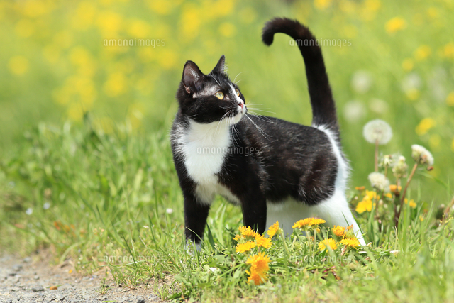 マンチカン足長[25562004832]の写真・イラスト素材｜アマナイメージズ