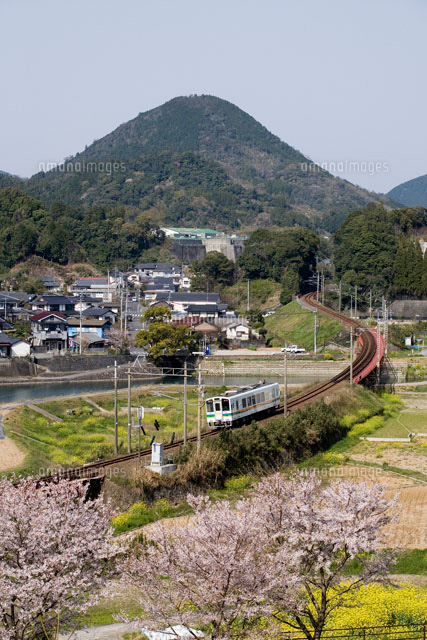桜と肥薩オレンジ鉄道[25605005663]の写真・イラスト素材｜アマナ