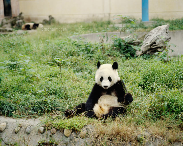 パンダ 成都動物園 の写真素材 イラスト素材 アマナイメージズ