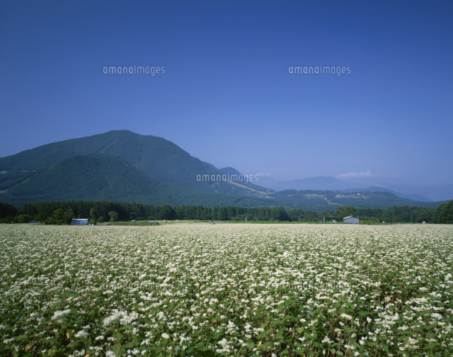 ソバ畑と高社山 北志賀高原 の写真素材 イラスト素材 アマナイメージズ