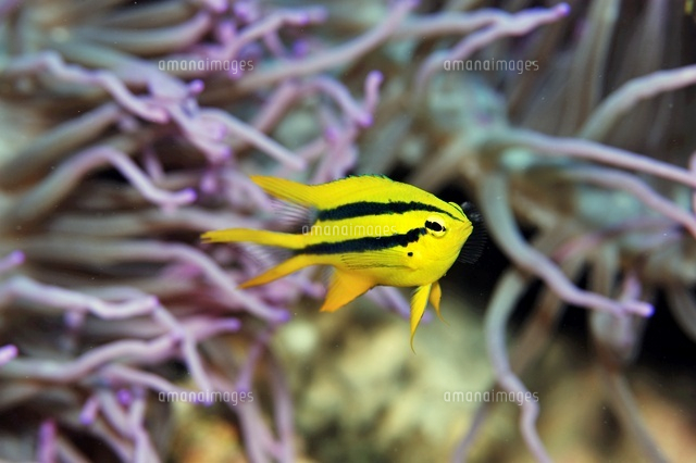 ヒレナガスズメダイの幼魚 の写真素材 イラスト素材 アマナイメージズ