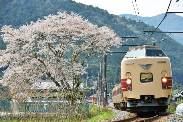 DENSYAでんしゃDENSYA】桜満開の頃 京急沿線散歩 “鉄道を撮る