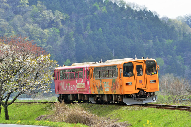 樽見鉄道のハイモ230形普通気動車と満開の桜（後追い）[25668002449]の