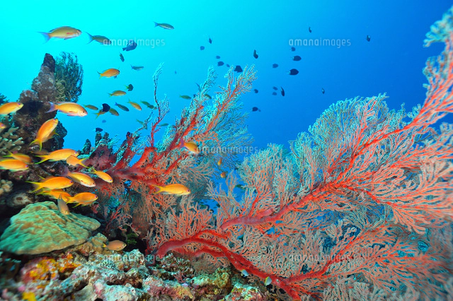 リュウキュウイソバナとキンギョハナダイの群れ[25668003682]の写真