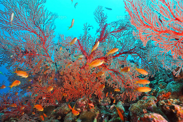 リュウキュウイソバナとキンギョハナダイの群れ[25668003637]の写真