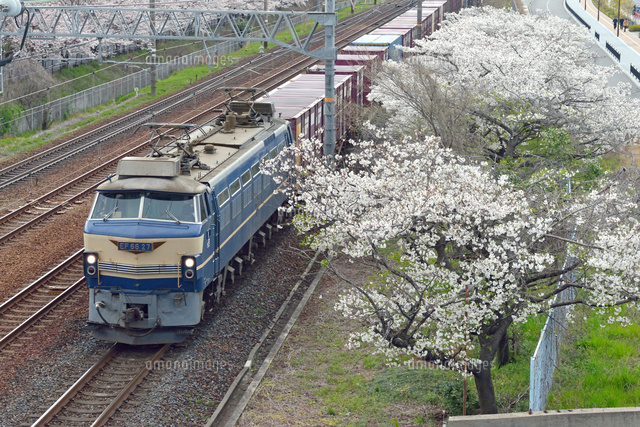 満開の桜とEF66牽引貨物列車[25668003692]の写真・イラスト素材