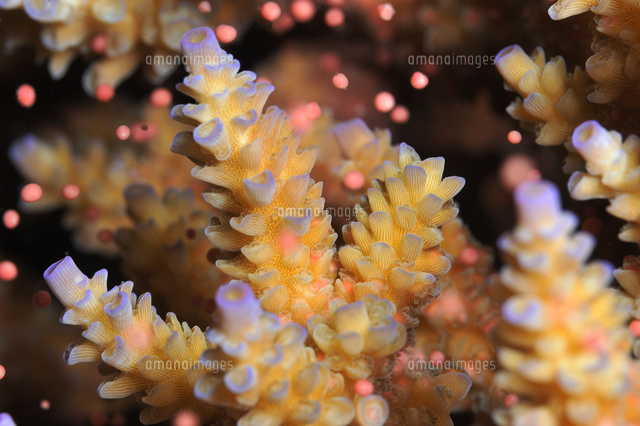 産卵するサンゴ の写真素材 イラスト素材 アマナイメージズ