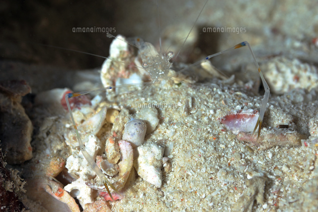 オシャレカクレエビ の写真素材 イラスト素材 アマナイメージズ