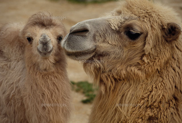 フタコブラクダ の写真素材 イラスト素材 アマナイメージズ