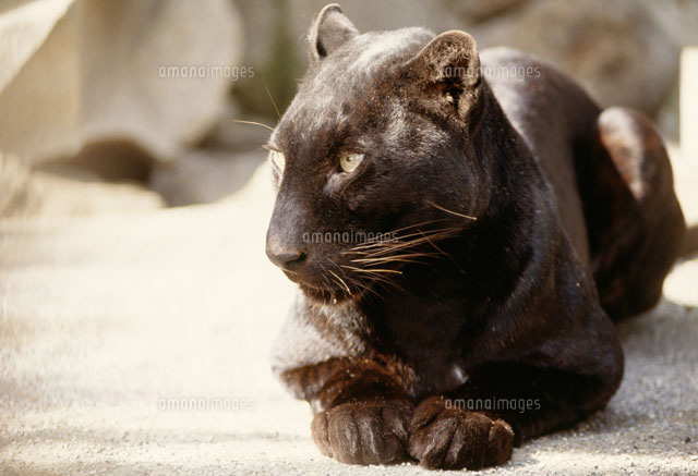 クロヒョウ の写真素材 イラスト素材 アマナイメージズ