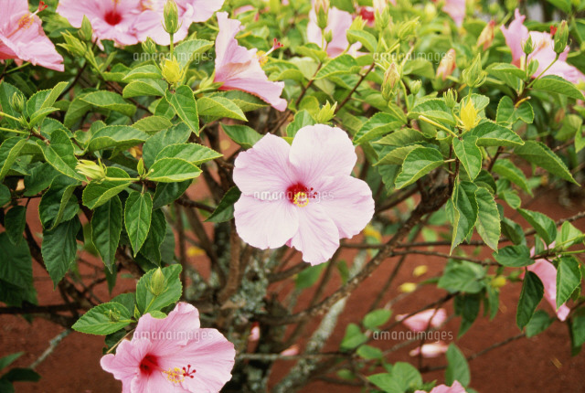 ハイビスカス ピンク の写真素材 イラスト素材 アマナイメージズ