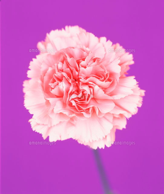 ピンクのカーネーション一輪 の写真素材 イラスト素材 アマナイメージズ