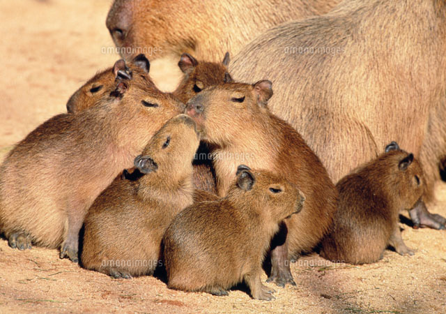 カピバラ子　1002 カピバラ赤ちゃんの名前 | 東日新聞