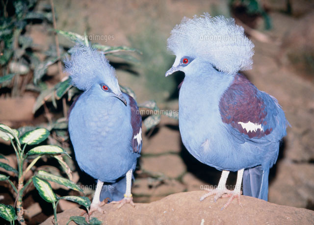 カンムリバト夫婦 千葉動物園[25708001385]の写真・イラスト素材