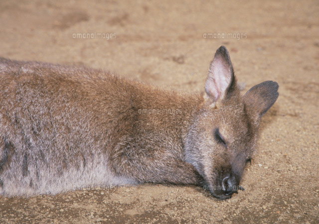 ワラビーの寝顔 の写真素材 イラスト素材 アマナイメージズ