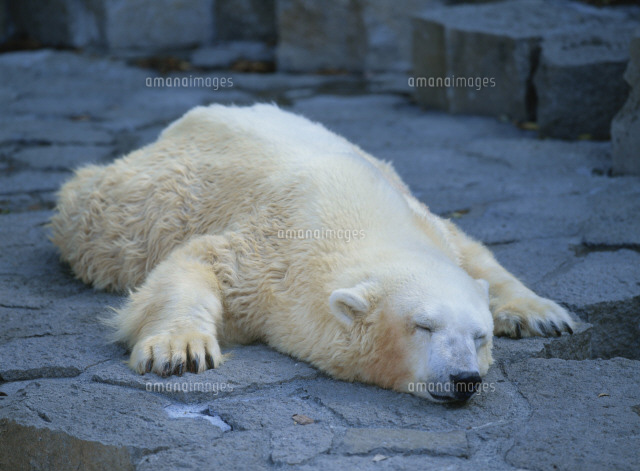 ホッキョクグマの昼寝 上野動物園 の写真素材 イラスト素材 アマナイメージズ ホッキョクグマの昼寝 上野動物園 の写真素材 イラスト素材 アマナイメージズ