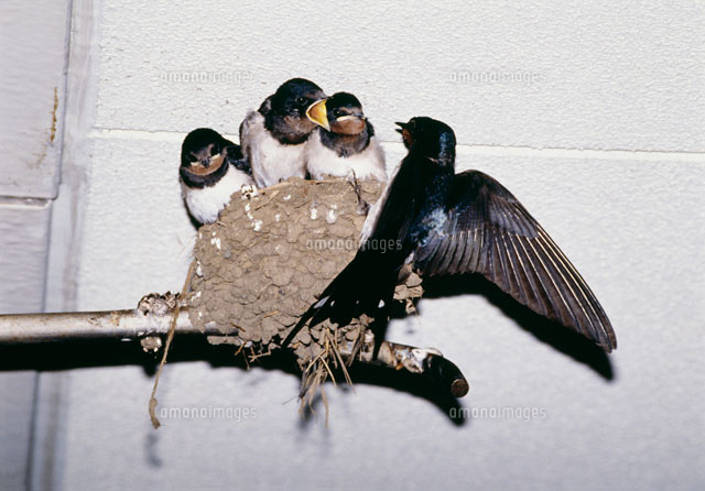 ツバメの親子 マンションの入口 の写真素材 イラスト素材 アマナイメージズ