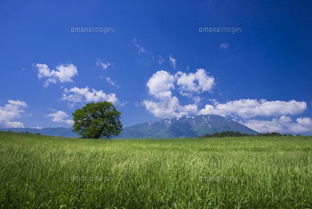 小岩井農場一本桜と岩手山[25720002343]の写真・イラスト素材｜アマナ 