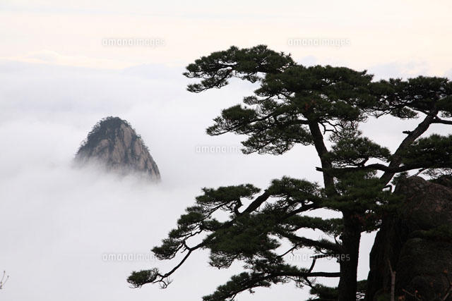松と雲海 の写真素材 イラスト素材 アマナイメージズ