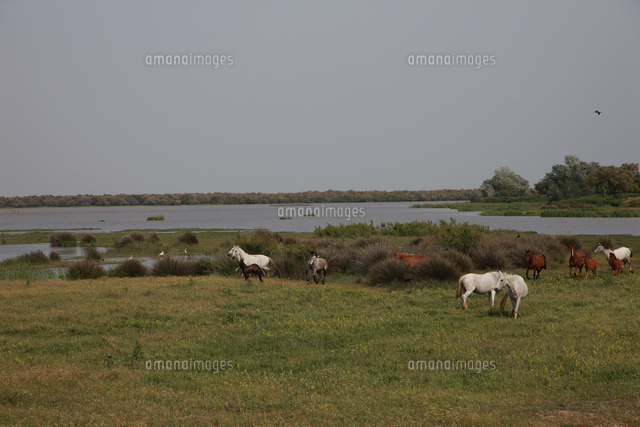 ドニャーナ国立公園湿地帯の放牧ウマと野鳥 の写真素材 イラスト素材 アマナイメージズ